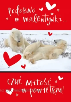 Kartka okolicznościowa Walentynki "Podobno w Walentynki czuć miłość w powietrzu" Misie polarne