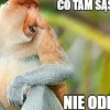 Maska "nosacz polski"