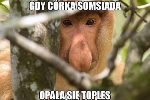 Maska "nosacz polski"