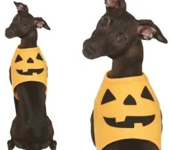 Przebranie dla psa - DYNIA - Halloween